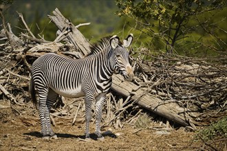 Plains zebra (Equus quagga) standing on the ground, captive, distribution Africa