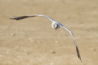 Black-headed gull (Chroicocephalus ridibundus) flying over the ground, Camargue, France, Europe