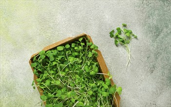 Fresh micro-greenery, in a paper container, top view, no people