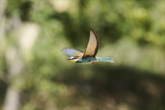 European bee-eater (Merops apiaster) flying, Spain, Europe