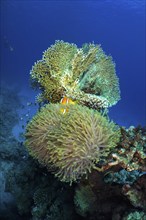 Magnificent sea anemone (Heteractis magnifica) and net fire coral, net fire coral (Millepora