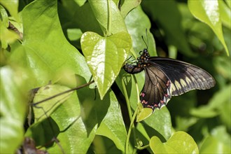 Butterfly of the species Battus polydamas polydamas, seen in Buenos Aires, Argentina, South America