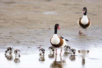 Common shelduck (Tadorna tadorna), breeding pair with chicks, Varanger, Finnmark, Norway, Europe