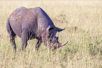 Black rhinoceros grazing grass on the savanna a hot day in the sun, Maasai Mara National Reserve,