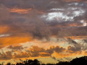 Scattered cloud cover of orange reddish and grey clouds Altocumulus in front of bluish evening sky