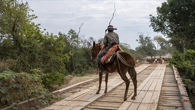 Pantanal Gaucho, MS-184, Nhecolandia, Corumba, MS, Brazil, South America