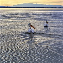 Two Dalmatian pelicans (Pelecanus crispus) swimming in Lake Kerkini, Lake Kerkini, sunrise, Central