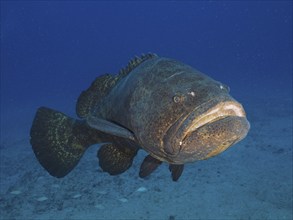 A large grouper, Atlantic goliath grouper Epinephelus itajara, swims alone across the sandy seabed.