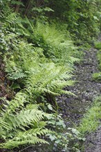 Lady fern (Athyrium filix-femina), by the water, North Rhine-Westphalia, Germany, Europe