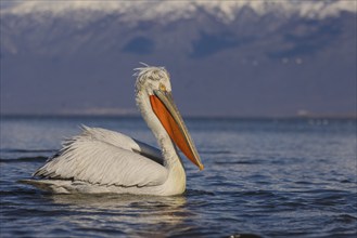 Dalmatian Pelican (Pelecanus crispus), swimming, orange throat pouch, Lake Kerkini, Greece, Europe