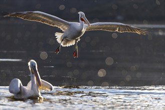 Dalmatian pelican (Pelecanus crispus), flying against the light, in splendid plumage, Lake Kerkini,