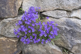 Dalmatian bellflower, wall bellflower or cushion bellflower (Campanula portenschlagiana), North