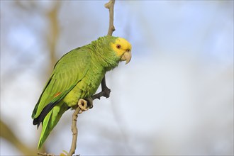 Yellow-headed Amazon (Amazona oratrix belizensis), on a sycamore branch, blue sky, Stuttgart,