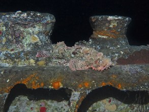 Scorpionfish (Scorpaena scrofa), dive site wreck of the Thistlegorm, Red Sea, Egypt, Africa