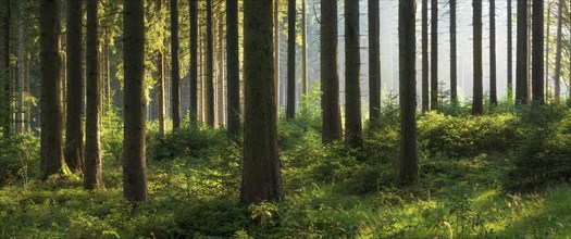 Panorama, spruce forest with natural regeneration, sun shining through morning fog, Thuringian