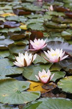 A group of water lilies (Nymphaeaceae) blooms on the surface of a still pond