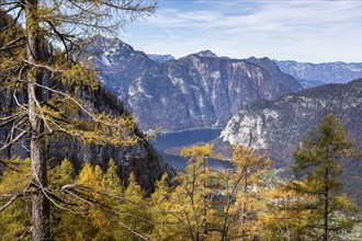 View from the slopes of the Dachstein mountains to Lake Hallstatt. Yellow larches. Autumn, good