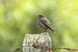 Black redstart (Phoenicurus ochruros) young bird, sitting on wooden post, looking to the left,