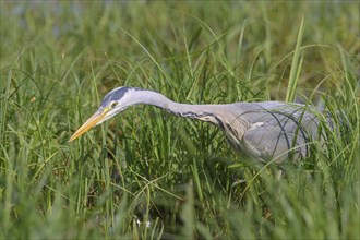 Grey heron (Ardea cinerea), also heron, hunting, fishing, sunrise, shallow water zone, shore zone,