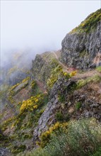 A mountain with hiking trail covered in fog and clouds with blooming Cytisus shrubs. Near Pico de