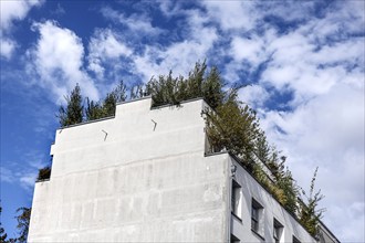 Roof garden of a house planted with trees, Berlin, 14.09.2024. Roof gardens create space for