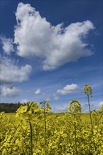 Rapeseed (Brassica napus), rapeseed field, flower, blooming, blue sky, cloud, Germany, Europe