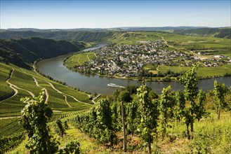 Picturesque village by the river and in the vineyards, Piesport, Moselle, Rhineland-Palatinate,