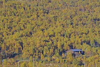 A small wooden house surrounded by dense, autumn-coloured trees in a forest, Hjerkinn,