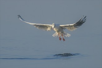 Black-headed Black-headed Gull (Larus ridibundus) in winter plumage, taking off over water, morning