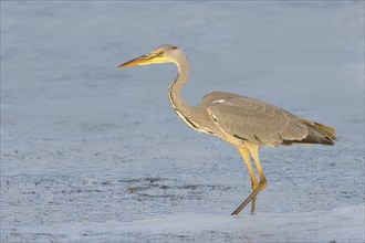 Grey heron (Ardea cinerea), standing in the water of the Baltic Sea, wildlife, heron, water bird,