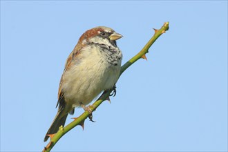 House Sparrow (Passer domesticus), male sitting on a thorny branch, blue background, wildlife,