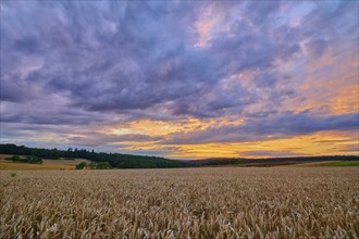 A wheat field (Triticum), in the foreground, surrounded by forest under an evening sky with clouds