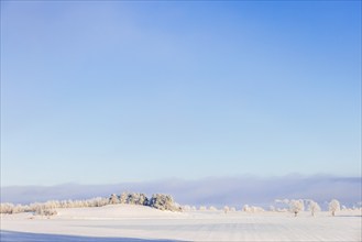 Rural landscape view at snowy fields and a grove of trees on a hill a cold sunny winter day. Sweden