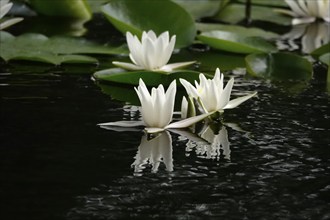 Picturesque water lilies in a pond, June, Germany, Europe