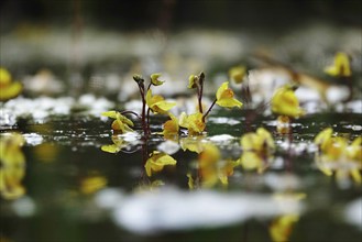 Yellow flowering pond plant, September, Germany, Europe