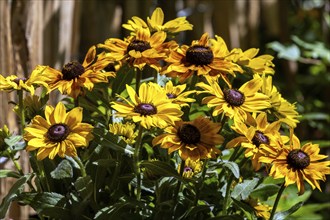 Rauher Sonnehut (Rudbeckia hirta), yellow flowering, Baden-Württemberg, Germany, Europe