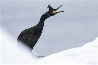 Common shag (Phalacrocorax aristotelis), in the snow, Hornoya Island, Hornøya, Vardø, Varanger