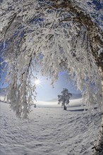 Snow-covered trees, hoarfrost, sun, winter, fisheye, Loisach-Lake Kochel moor, Alpine foothills,