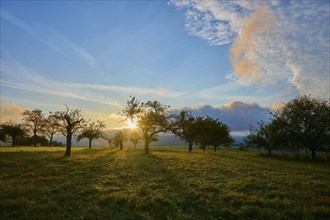 Sunrise in a wide landscape with orchard meadow, apple tree, and clouds in the sky, autumn,