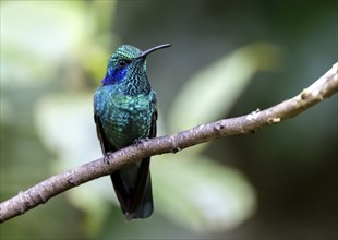 Mountain Violet-eared Hummingbird (Colibri cyanotus) sitting on a branch, Monteverde Cloud Forest,