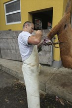 European roe deer (Capreolus capreolus) butcher, butcher cuts off the head of a roebuck, Lower