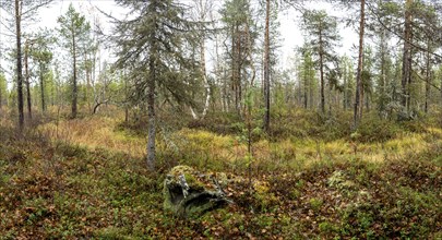 Autumn forest floor, tundra, Lapland, Finland, Europe
