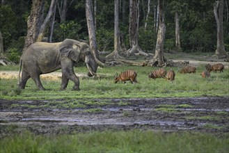 Forest elephant (Loxodonta cyclotis) and bongo antelope (Tragelaphus eurycerus) in the Dzanga Bai