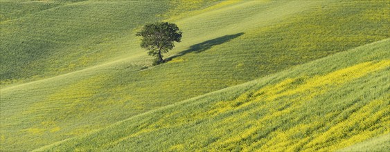 Mulberry tree (Morus) in a field with flowering yellow broom (Genista tinctoria), Tuscany, Italy,