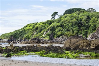 Rocks and Cliffs on Mothecombe Beach, Mothecombe, River Emme and Red Cove, Plymouth, South Devon,