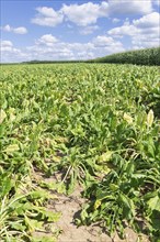 Symbolic image, climate change, global warming, sugar beet suffering from drought, field, clouds,