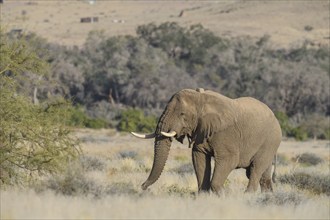 Desert elephant (Loxodonta africana) in the Ugab dry river, Damaraland, Kunene region, Namibia,