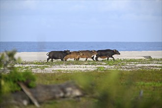 Red buffalo or forest buffalo (Syncerus nanus) on the beach, Petit Loango, Loango National Park,