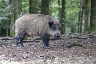 Wild boar (Sus scrofa), Vulkaneifel, Rhineland-Palatinate, Germany, Europe