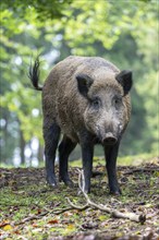 Wild boar (Sus scrofa), boar, Vulkaneifel, Rhineland-Palatinate, Germany, Europe